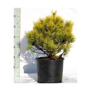 Pinus mugo Wintergold