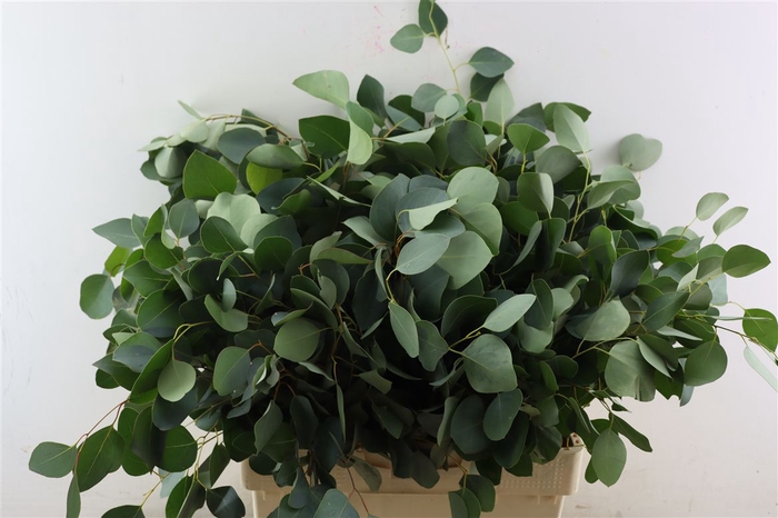 <h4>Euca Populus 300gr P Bunch S A</h4>