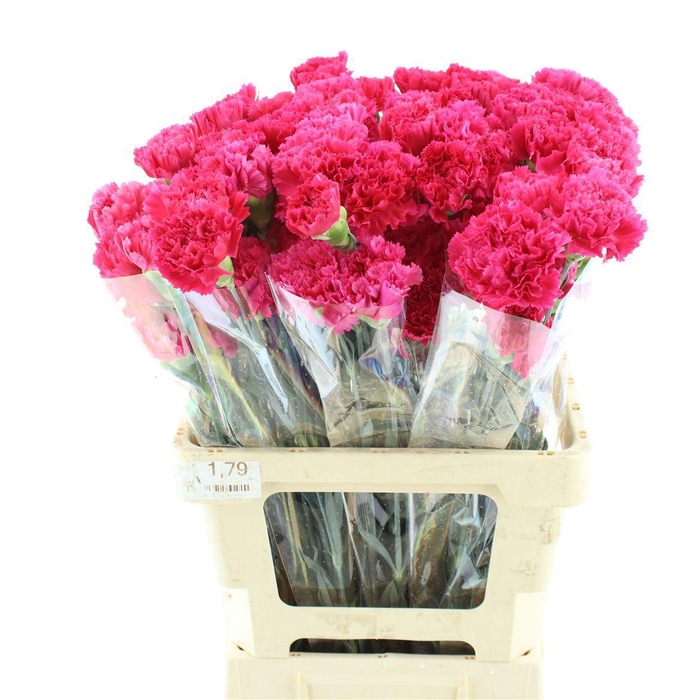 <h4>DI ST BIZET</h4>