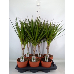 Dracaena marg.