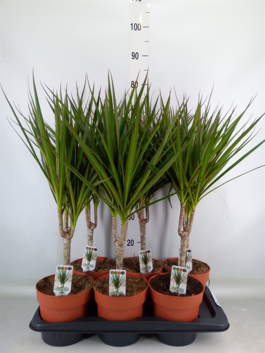 <h4>Dracaena marg.</h4>