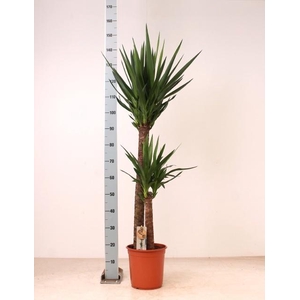 YUCCA