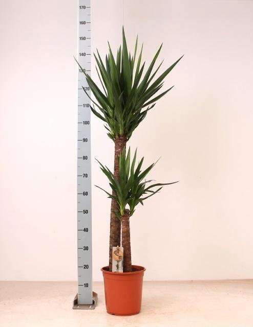 <h4>YUCCA</h4>