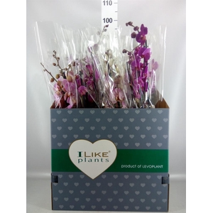 Phalaenopsis   ...mix