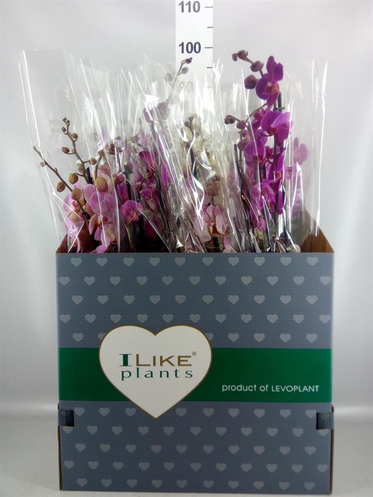 <h4>Phalaenopsis   ...mix</h4>