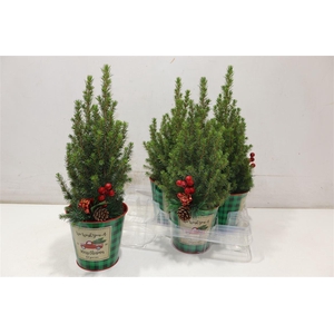 Picea Gl Perfecta In Zinken Pot