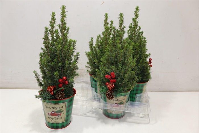 <h4>Picea Gl Perfecta In Zinken Pot</h4>