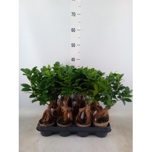 Ficus microcarpa 'Ginseng'