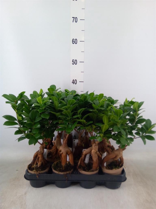 <h4>Ficus microcarpa 'Ginseng'</h4>