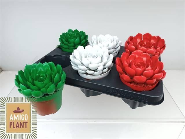 <h4>ECHEV SUMMER</h4>