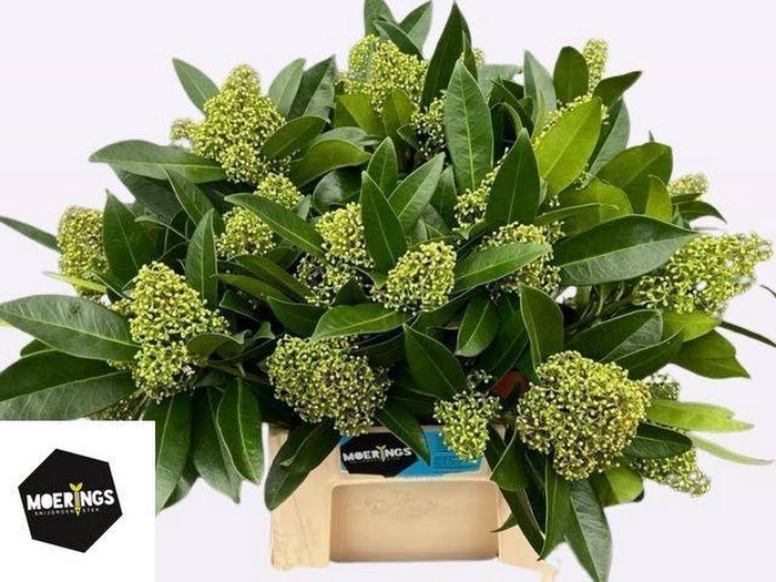 <h4>Skimmia Kew Green Moerings</h4>