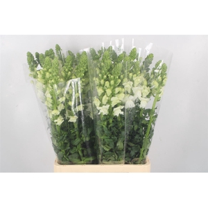 ANTIRRHINUM IT. WHITE*