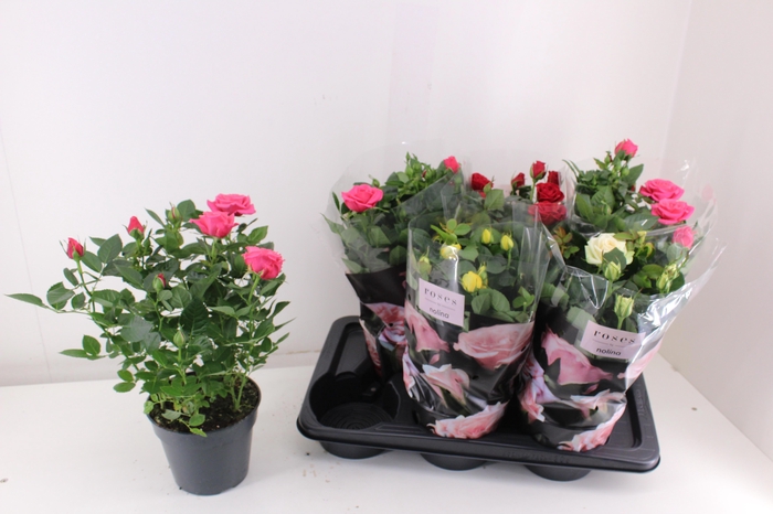 <h4>RO PALACE GEM 4 SRT</h4>