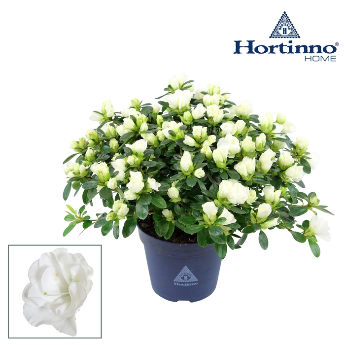 <h4>Hortinno® Home 'Noralinde' 25 - 27 cm</h4>