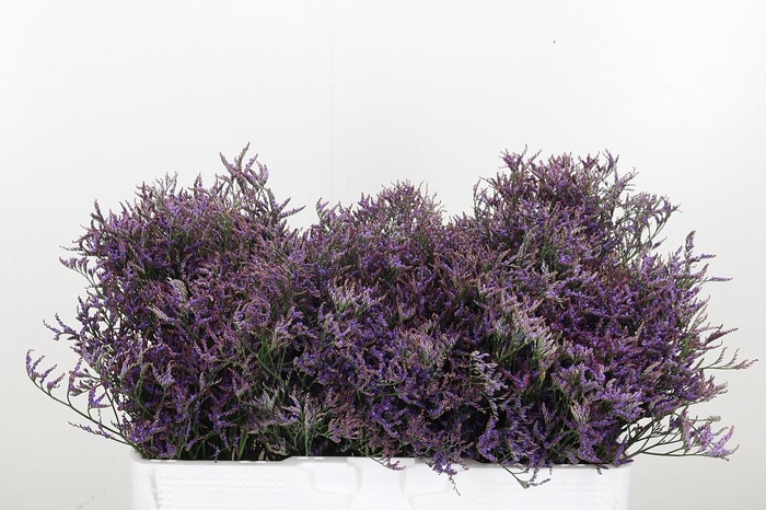 <h4>Lim Saf Dark Blue</h4>