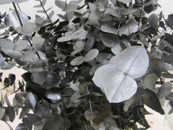 <h4>Euc Cinerea Zwart</h4>