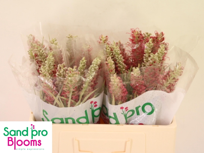 <h4>GREVI MISTY RED</h4>