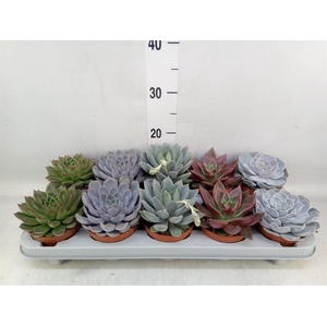Echeveria ...mix