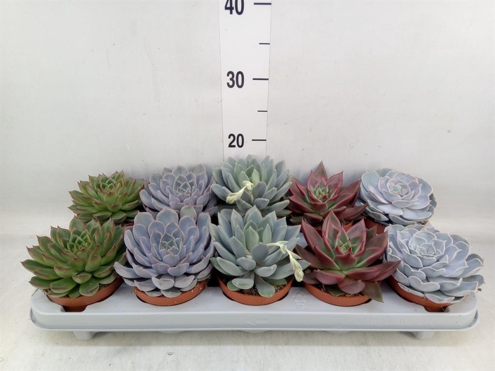 <h4>Echeveria   ...mix</h4>