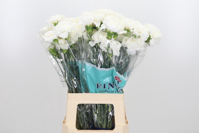 <h4>Di St White</h4>