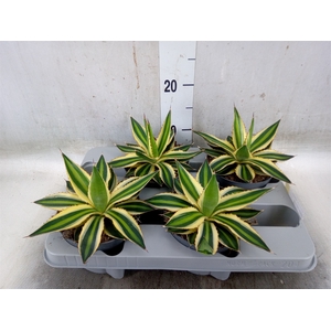 Agave lophantha 'Quadricolor'