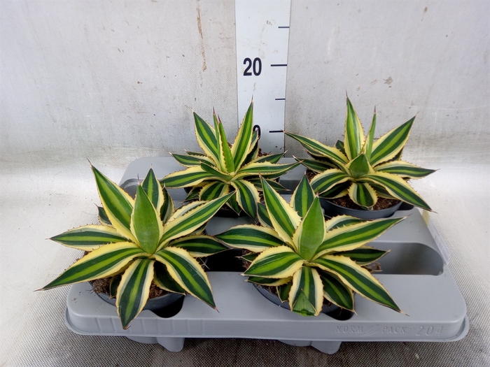 <h4>Agave lophantha 'Quadricolor'</h4>