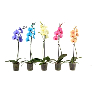 Phal I Am Mix 1T9+