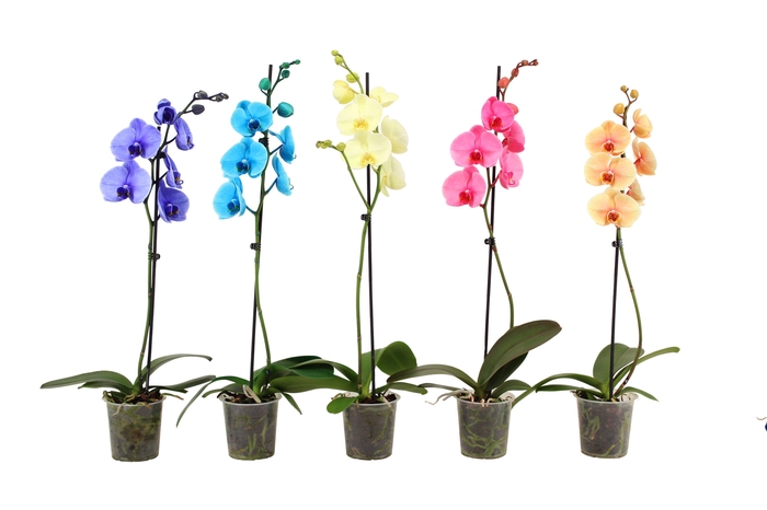 <h4>Phal I Am Mix 1T9+</h4>