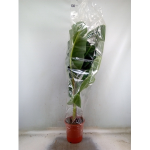 Musa  'Dwarf Cavendish'