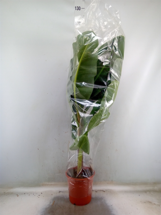 <h4>Musa  'Dwarf Cavendish'</h4>
