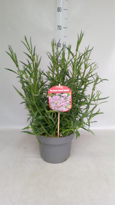 <h4>Verbena bonariensis</h4>