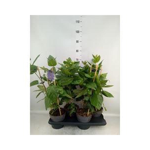 Thunbergia battiscombei