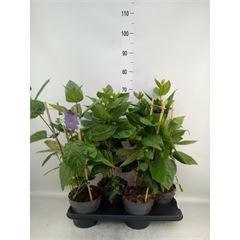 <h4>Thunbergia battiscombei</h4>