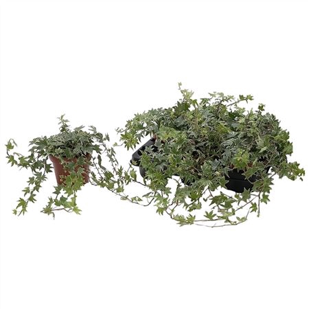 <h4>Hedera He White Ripple</h4>