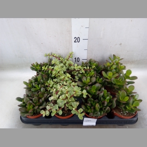 Crassula   ...mix