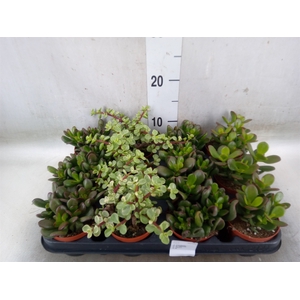Crassula   ...mix