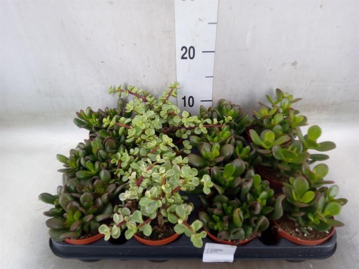 <h4>Crassula   ...mix</h4>