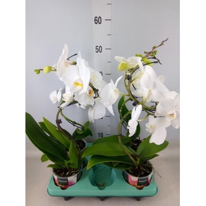 Phalaenopsis   ...