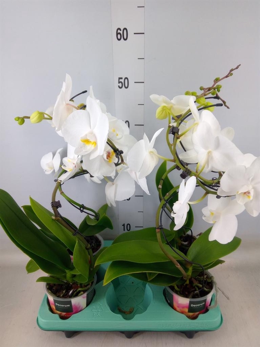 <h4>Phalaenopsis   ...</h4>