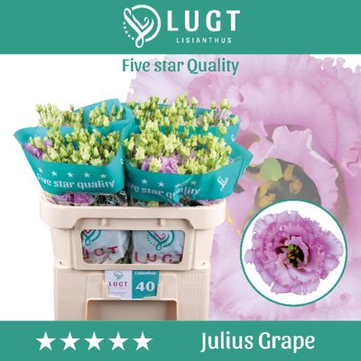 <h4>Lisianthus do julius grape</h4>