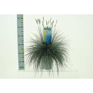 Festuca Intense Blue