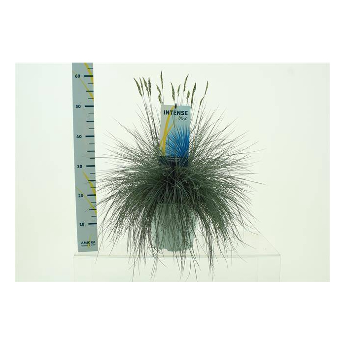 <h4>Festuca Intense Blue</h4>