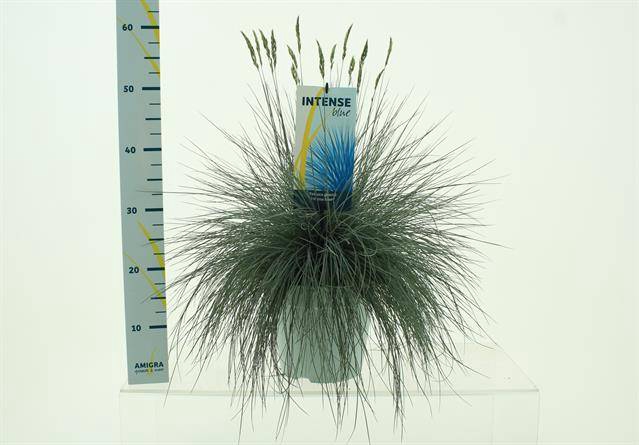 Festuca Intense Blue
