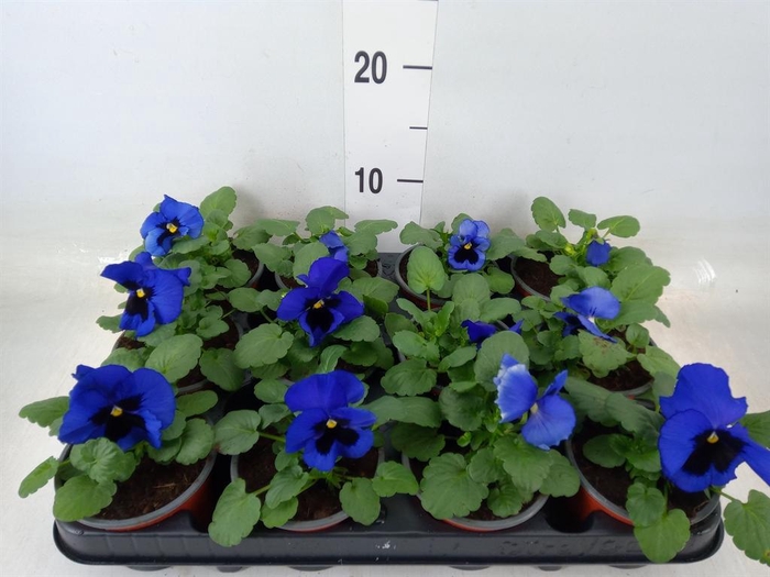 <h4>Viola wr. 'Delta Blue wBlotch'</h4>