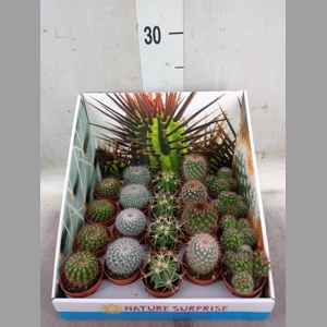 Cactus   ...mix