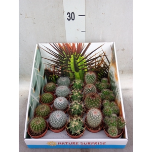 Cactus   ...mix