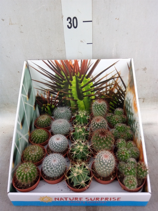 <h4>Cactus   ...mix</h4>