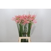 Nerine Casandra