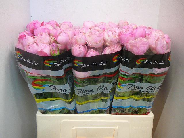 <h4>R TR MANSFI PINK PA</h4>