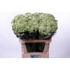 Eupatorium White Braunlaub Nabuurs